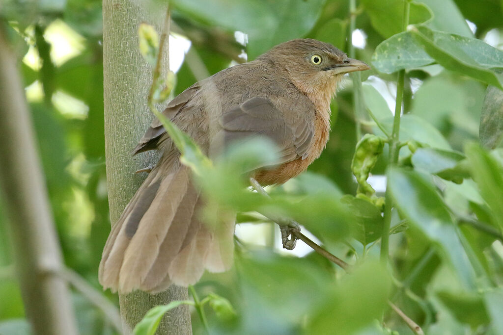 Cratérope rubigineuxadulte