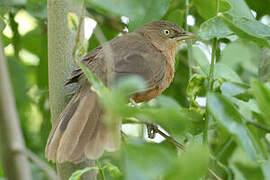 Rufous Chatterer