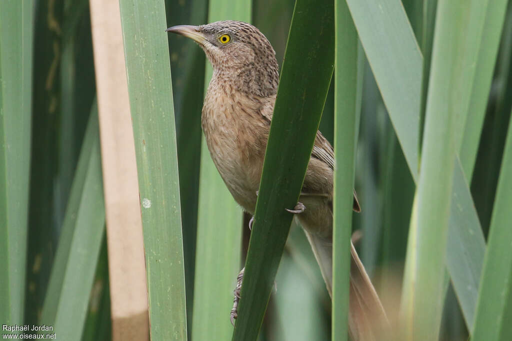 Cratérope striéadulte, habitat