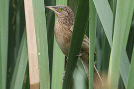 Striated Babbler