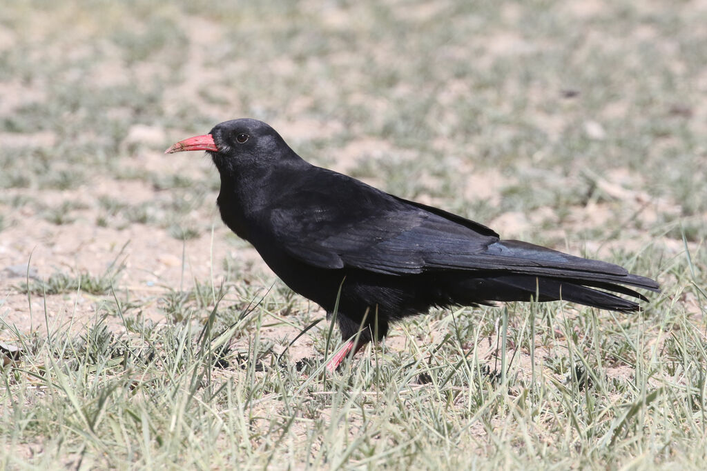 Red-billed Choughadult breeding