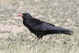 Red-billed Chough