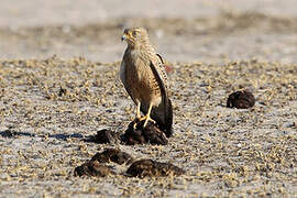 Greater Kestrel