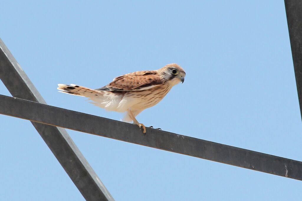 Nankeen Kestrel