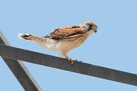 Nankeen Kestrel