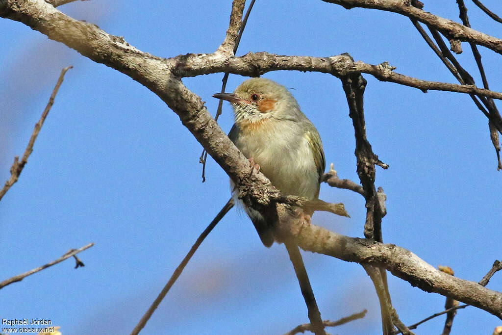 Red-capped Crombecadult, identification