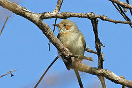 Red-capped Crombec