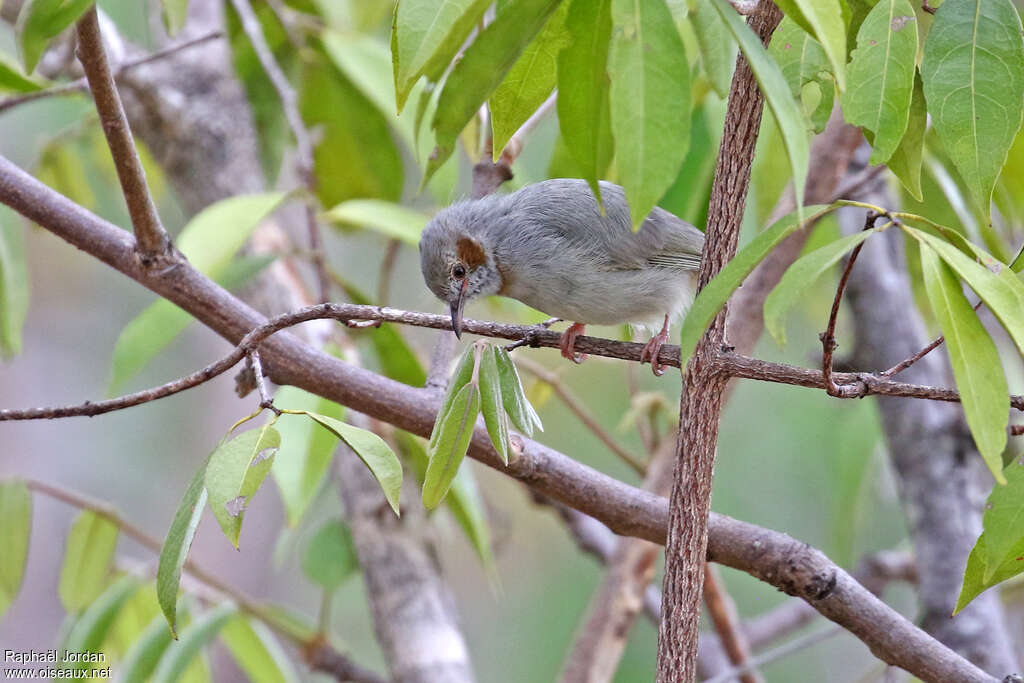 Red-capped Crombecadult, habitat