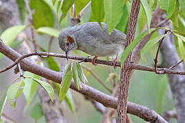 Red-capped Crombec