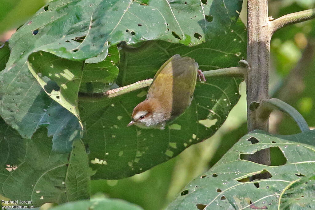 White-browed Crombecadult, pigmentation