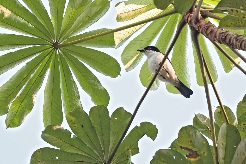 Cubla aux yeux rouges