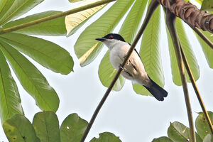Cubla aux yeux rouges