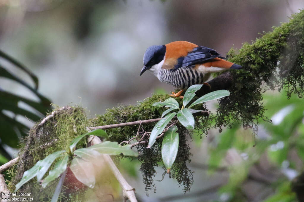 Himalayan Cutia male adult breeding, identification