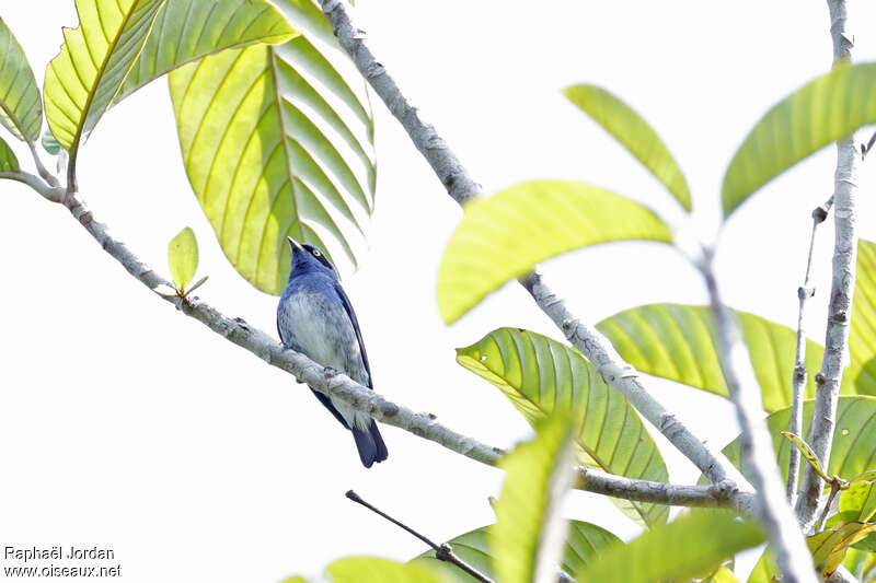 White-bellied Dacnis male adult
