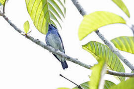 Dacnis à ventre blanc