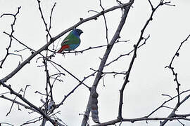 Tricolored Parrotfinch