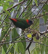 Diamant de Mindanao