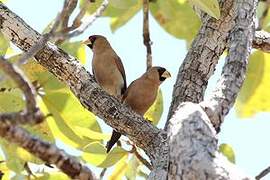 Masked Finch