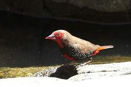 Painted Finch