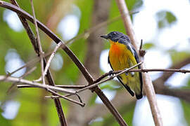 Yellow-rumped Flowerpecker