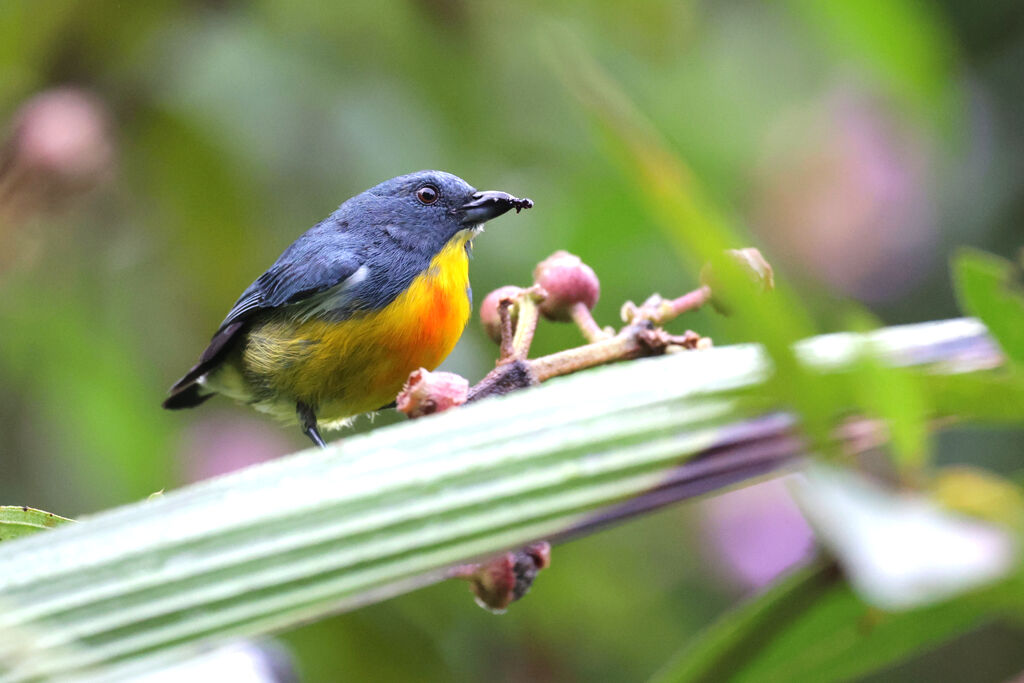 Yellow-rumped Flowerpecker male adult