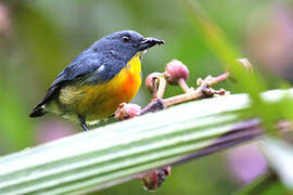 Yellow-rumped Flowerpecker