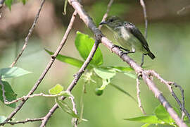 Olive-crowned Flowerpecker