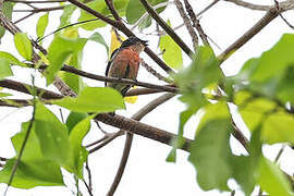Pink-breasted Flowerpecker