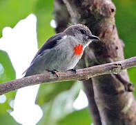Ashy Flowerpecker