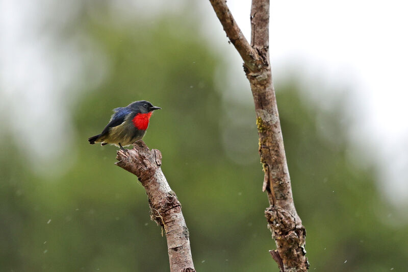 Black-sided Flowerpecker male adult