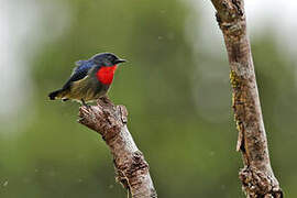 Black-sided Flowerpecker