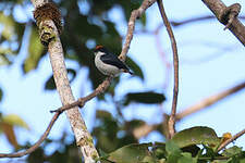 Dicée du Kampalili