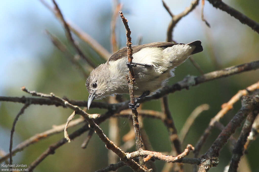 Plain Flowerpecker