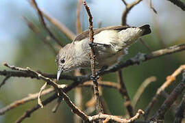 Plain Flowerpecker