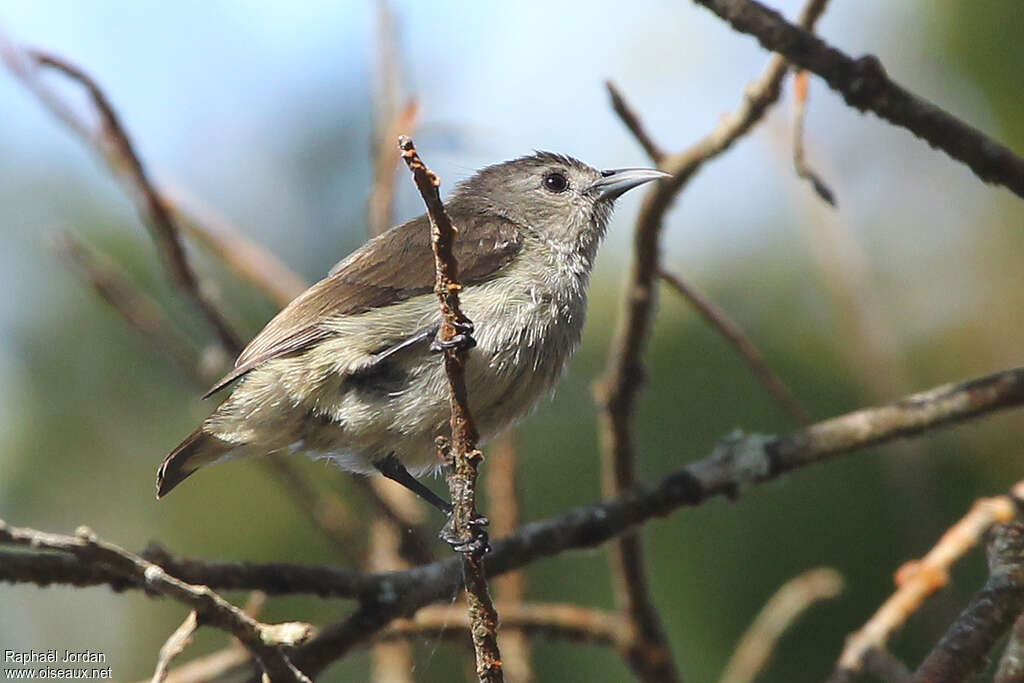 Plain Flowerpeckeradult, identification