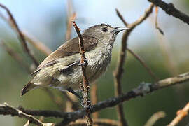 Plain Flowerpecker