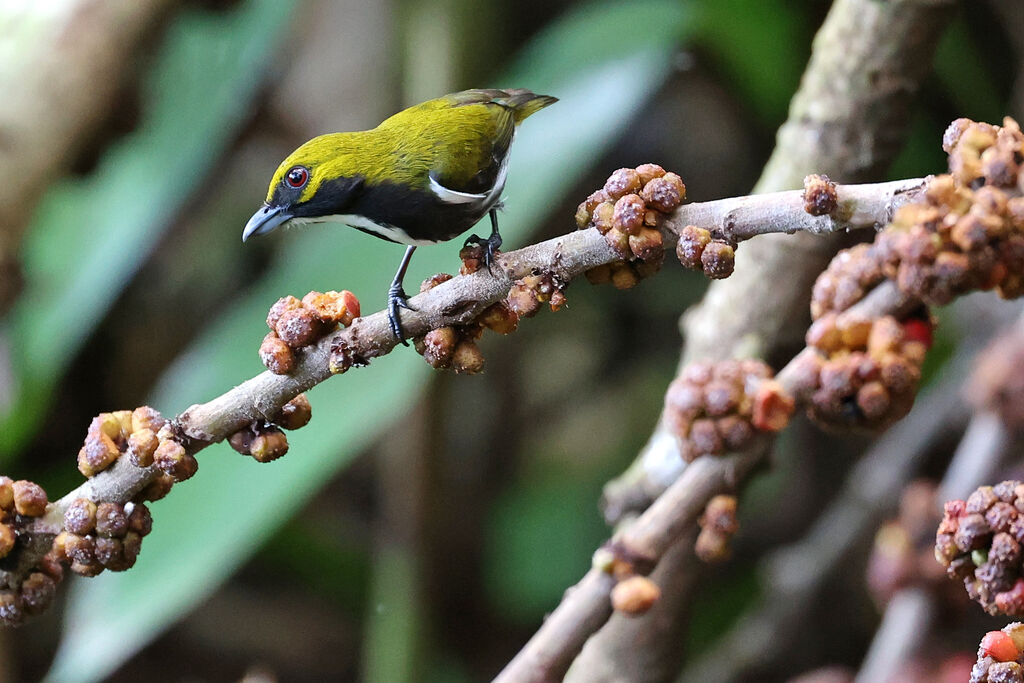 Olive-backed Flowerpecker male adult