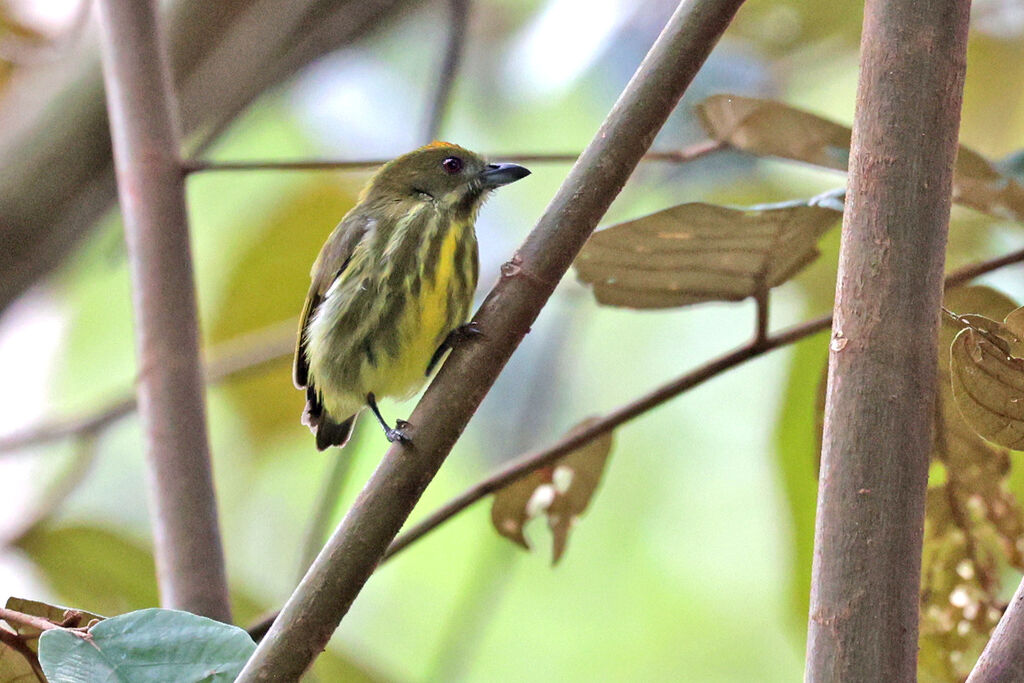 Yellow-breasted Flowerpecker