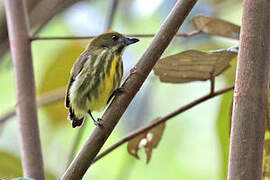 Yellow-breasted Flowerpecker