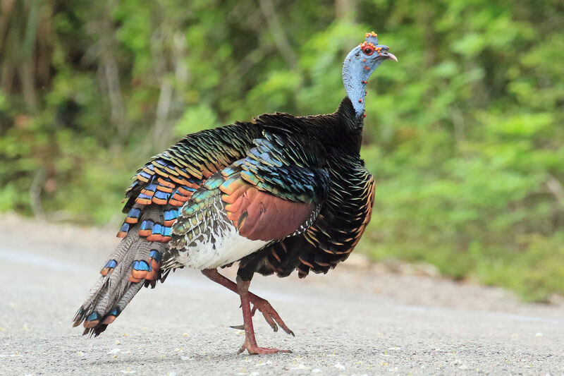 Ocellated Turkey male adult breeding