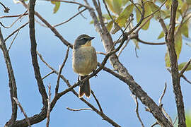 Long-tailed Reed Finch