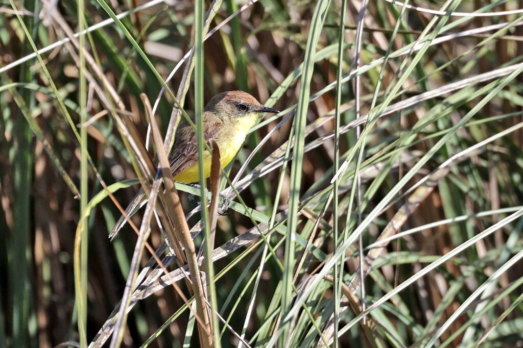 Doradite babillardeadulte