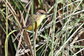 Warbling Doradito