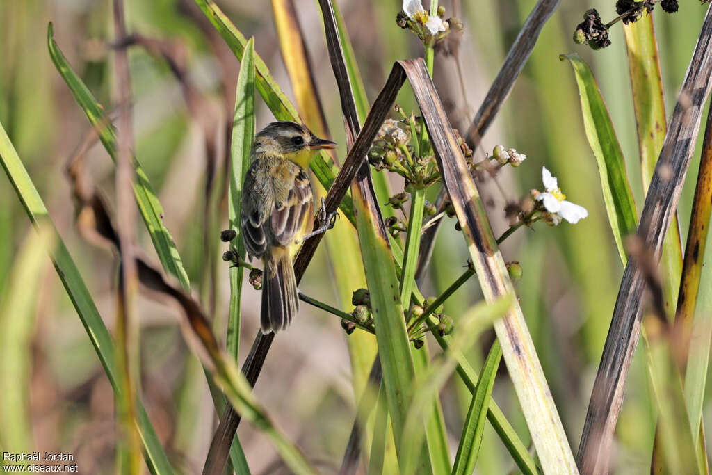 Crested Doraditoadult