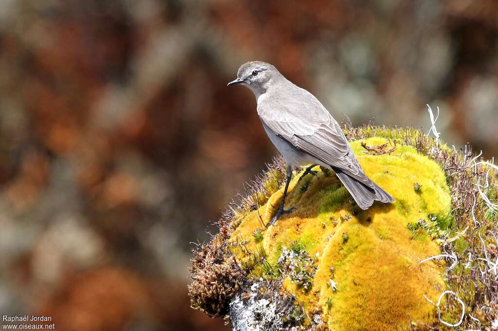 Dormilon à grands sourcilsadulte, habitat, pigmentation