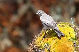 Paramo Ground Tyrant