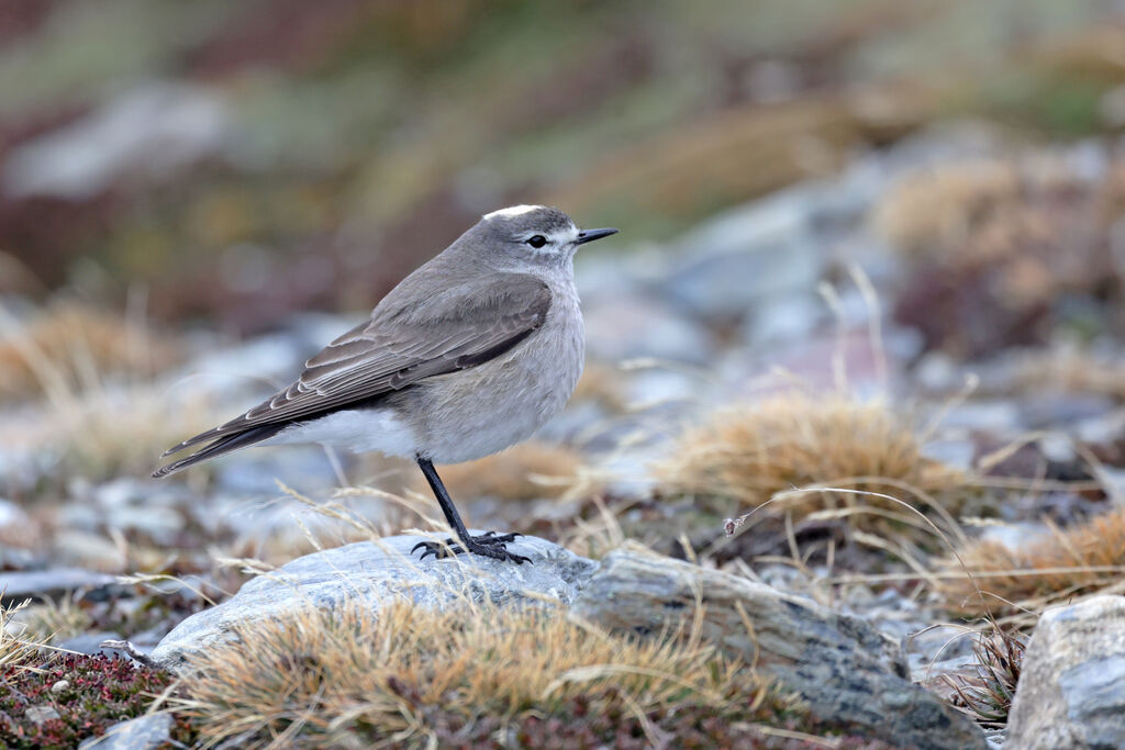 Ochre-naped Ground Tyrantadult