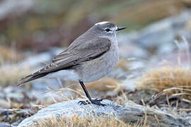 Ochre-naped Ground Tyrant