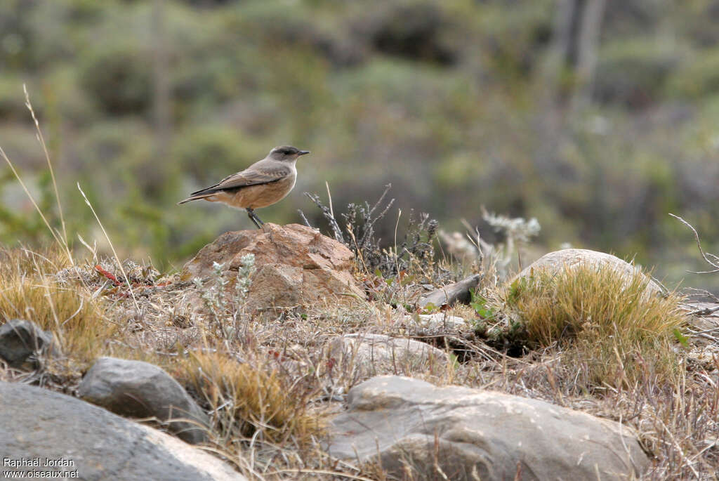 Cinnamon-bellied Ground Tyrant