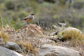 Cinnamon-bellied Ground Tyrant